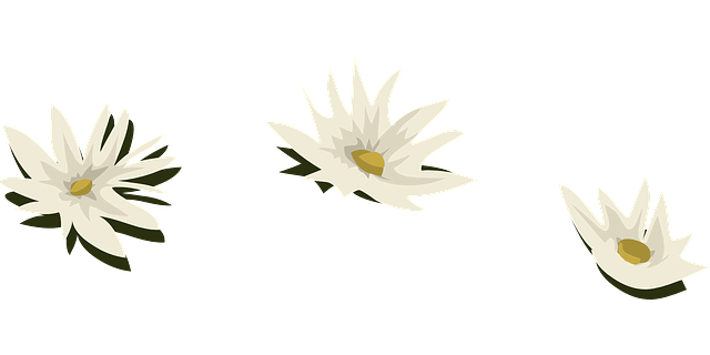 Free download Water Lily White Flowers - Free vector graphic on Pixabay free illustration to be edited with GIMP free online image editor