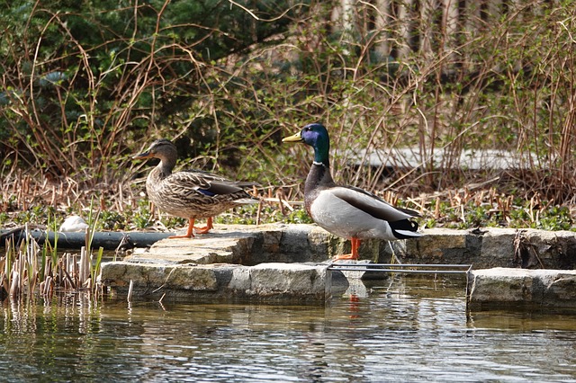 Free download water nature duck few he she free picture to be edited with GIMP free online image editor