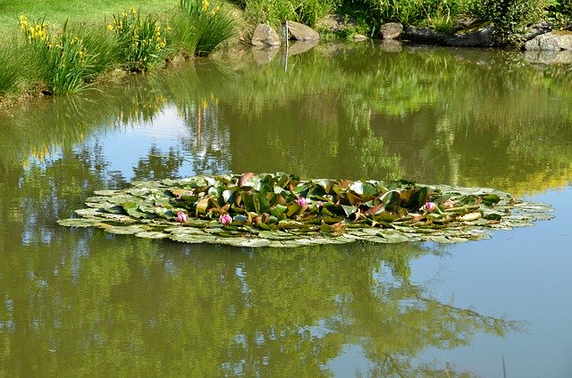 Free download Water Pond Lily -  free photo or picture to be edited with GIMP online image editor