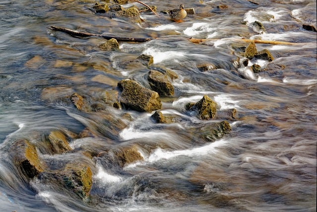 Free download water rocks duck waterfall weir free picture to be edited with GIMP free online image editor