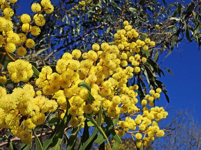 Free download Wattle Acacia Australian -  free photo or picture to be edited with GIMP online image editor