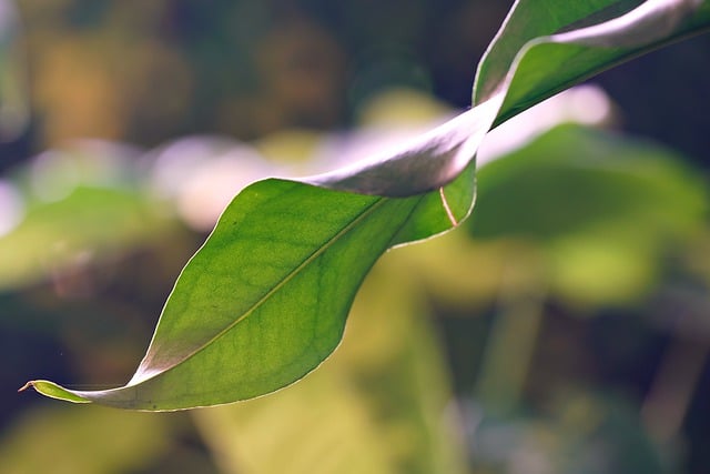 Free download wavy leaf laceleaf anthurium plant free picture to be edited with GIMP free online image editor