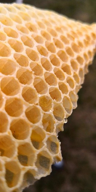 Free download Wax Honeycomb Bees -  free photo or picture to be edited with GIMP online image editor