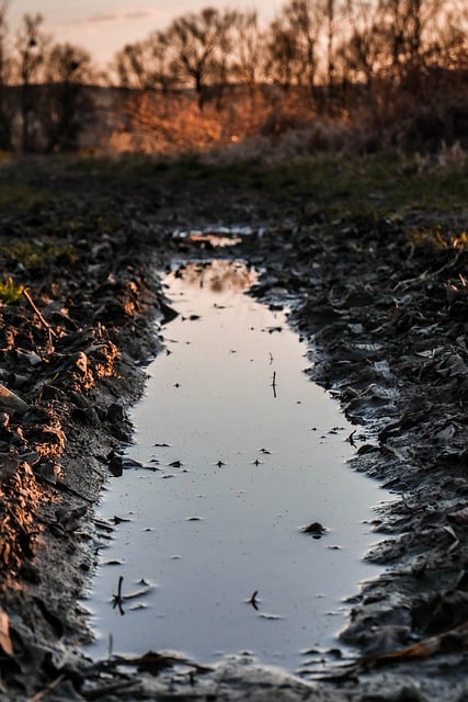 Free download way water dirty sun tree nature free picture to be edited with GIMP free online image editor