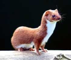 Free download Weasel free photo or picture to be edited with GIMP online image editor