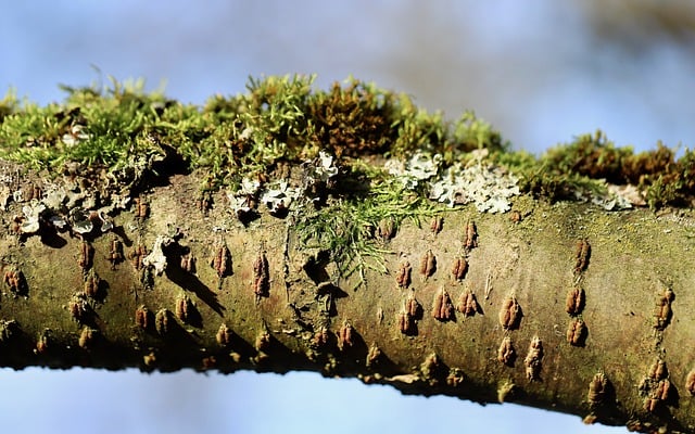 Free download weave moss branch tree vegetation free picture to be edited with GIMP free online image editor