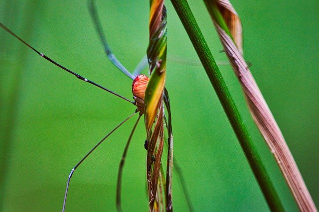 Free download Weber Servant Spider Nature -  free photo or picture to be edited with GIMP online image editor