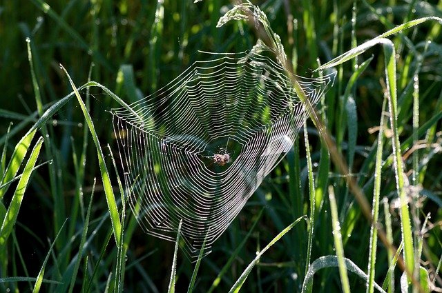 Free download Web In The Grass At -  free photo or picture to be edited with GIMP online image editor