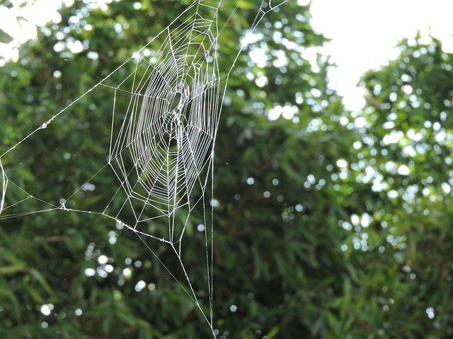 Free download Web Spider Webs Insects -  free photo or picture to be edited with GIMP online image editor