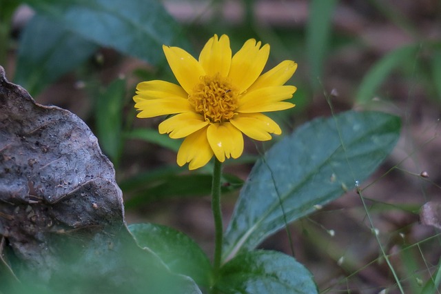 Free download wedelia nature flower leaf plant free picture to be edited with GIMP free online image editor