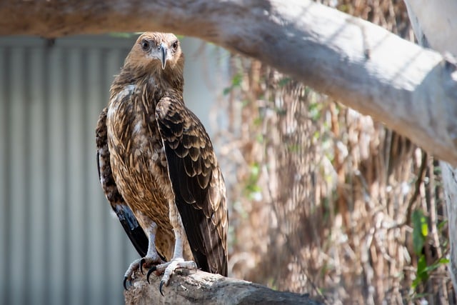 Free download wedge tailed eagle eagle predator free picture to be edited with GIMP free online image editor