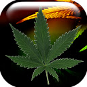 Weed  screen for extension Chrome web store in OffiDocs Chromium