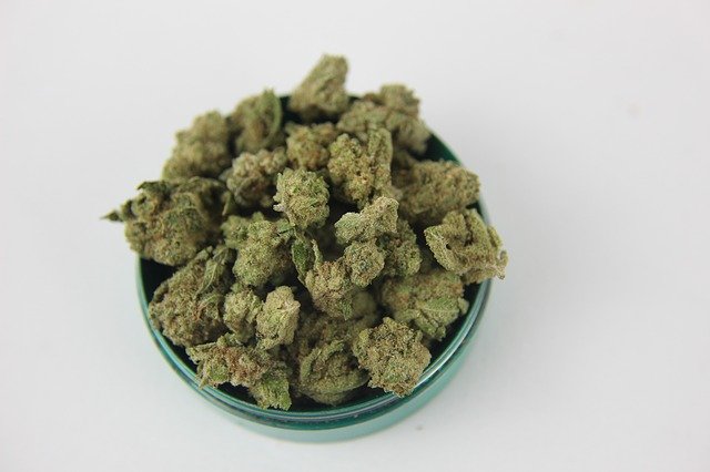 Free download Weed Marijuana Cannabis -  free photo or picture to be edited with GIMP online image editor