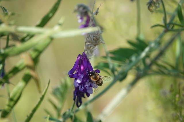 Free download Weeds Flower Bee -  free photo or picture to be edited with GIMP online image editor