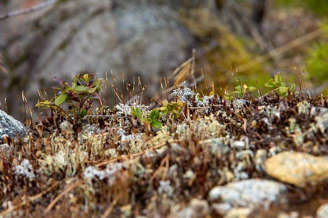 Free download weeds grass moss ground path free picture to be edited with GIMP free online image editor