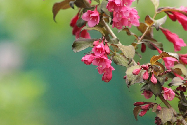 Free download weigela bush bloom pink flowers free picture to be edited with GIMP free online image editor