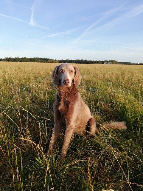 Free download Weimaraner Dog Hunting -  free photo or picture to be edited with GIMP online image editor