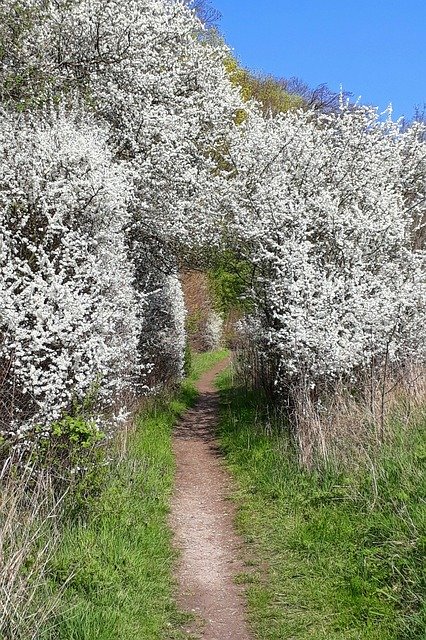 Free download Weissdorn Flowers Hedge -  free photo or picture to be edited with GIMP online image editor