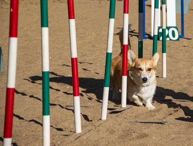 Free download Welsh Corgi Pembroke Dog -  free photo or picture to be edited with GIMP online image editor