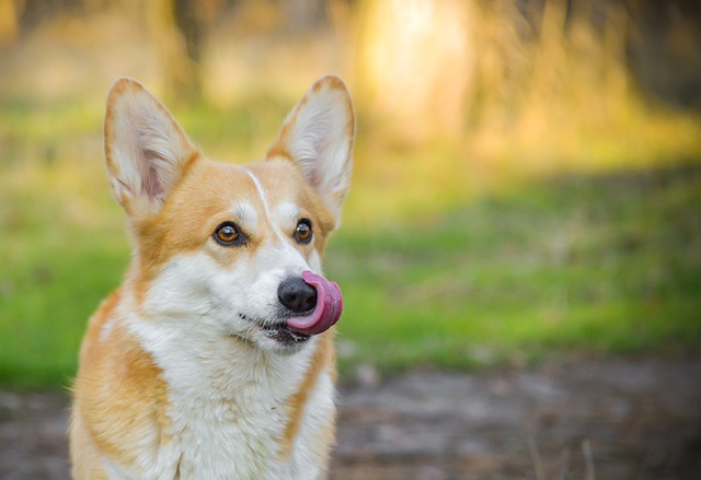 Free download welsh corgi pembroke sight corgi free picture to be edited with GIMP free online image editor