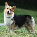 Welsh Corgi Theme  screen for extension Chrome web store in OffiDocs Chromium