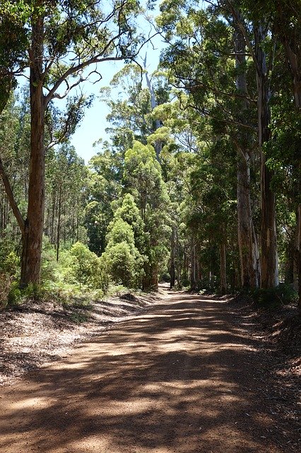 Free download West Australia Gravel Road Forest -  free photo or picture to be edited with GIMP online image editor