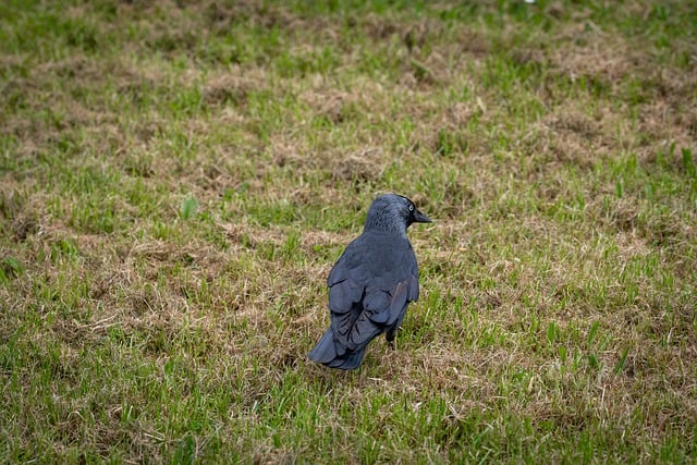 Free download western jackdaw bird jackdaw free picture to be edited with GIMP free online image editor