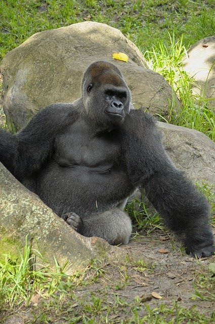 Free download Western Lowland Gorilla Ape -  free photo or picture to be edited with GIMP online image editor