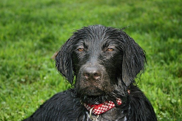 Free download Wet Dog Flat Coated Retriever -  free photo or picture to be edited with GIMP online image editor