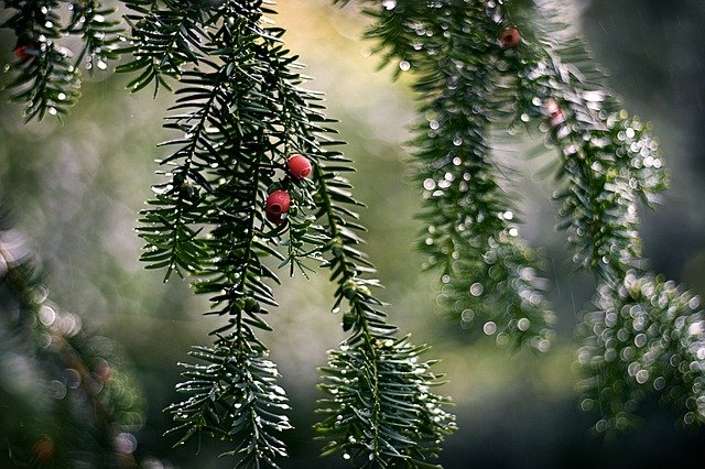 Free download Wet Rain Berries -  free photo or picture to be edited with GIMP online image editor