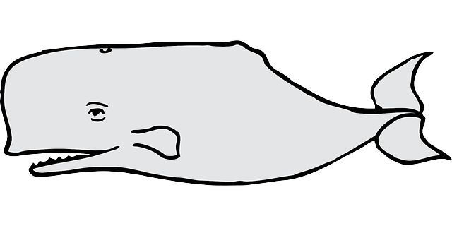 Free download Whale Gray Mammal - Free vector graphic on Pixabay free illustration to be edited with GIMP free online image editor