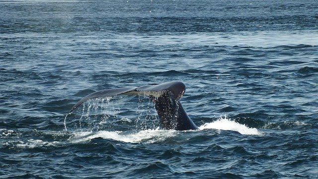 Free download Whale Humpback Tail -  free photo or picture to be edited with GIMP online image editor