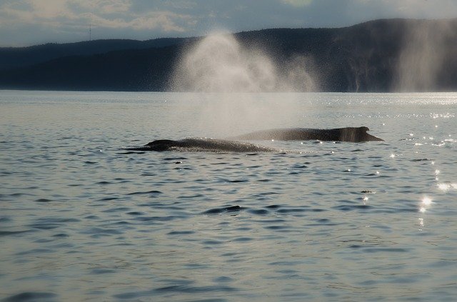 Free download Whale Mountain Sky -  free photo or picture to be edited with GIMP online image editor