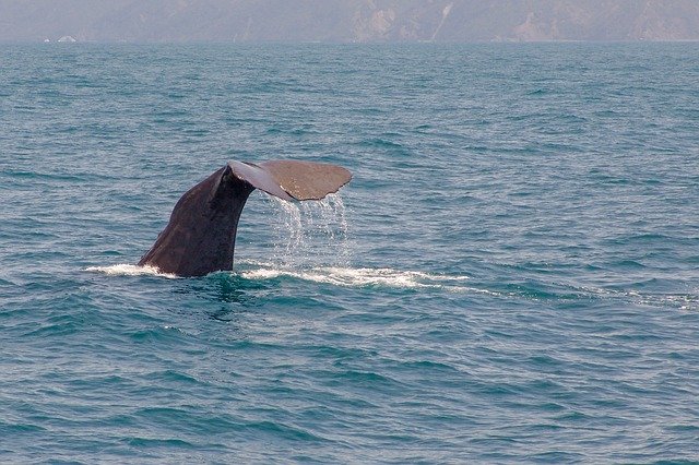 Free download Whale Tail Diving -  free photo or picture to be edited with GIMP online image editor