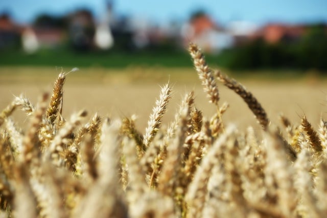 Free download wheat cereal food nutrition field free picture to be edited with GIMP free online image editor