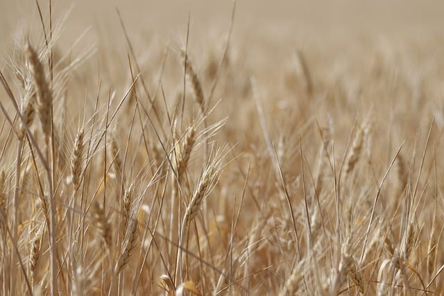 Free download wheat cornfield wheat field free picture to be edited with GIMP free online image editor