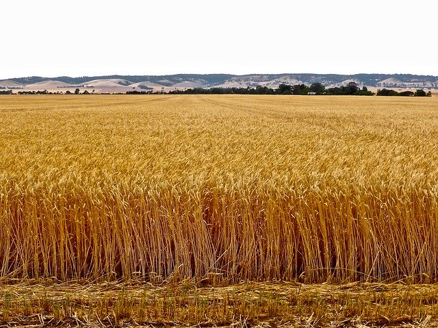 Free download Wheat Crop Agriculture -  free photo or picture to be edited with GIMP online image editor