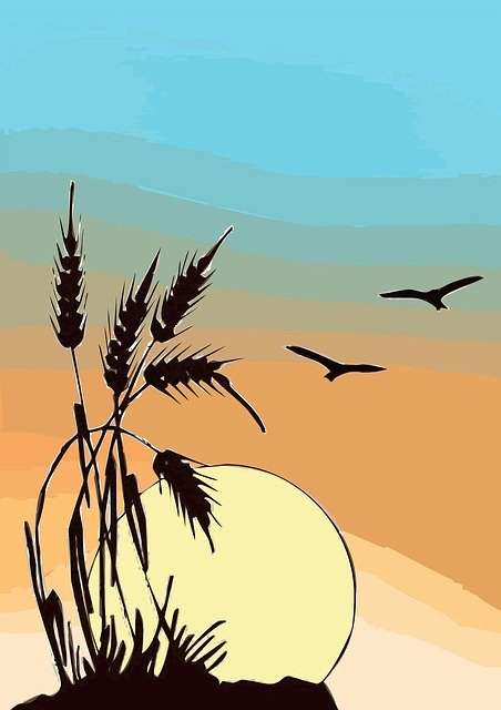 Free download Wheat Ears Nature -  free illustration to be edited with GIMP free online image editor