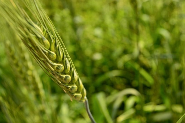 Free download wheat farm background plant free picture to be edited with GIMP free online image editor