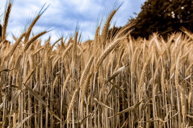 Free download wheat field harvest dry farmer free picture to be edited with GIMP free online image editor