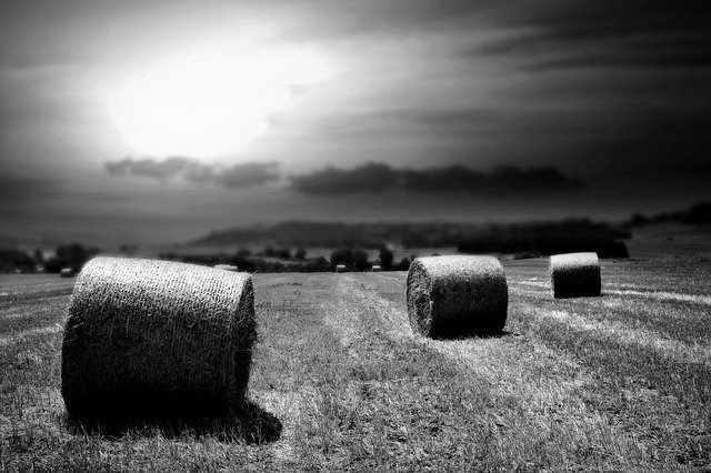 Free download Wheat Fields Summer -  free photo or picture to be edited with GIMP online image editor