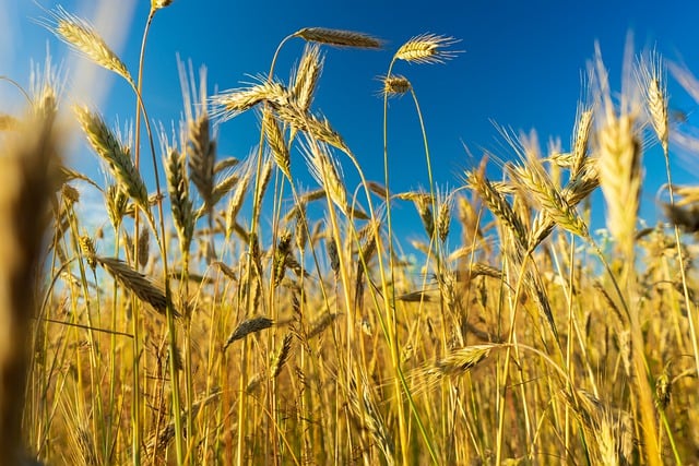 Free download wheat field wheat field barley free picture to be edited with GIMP free online image editor