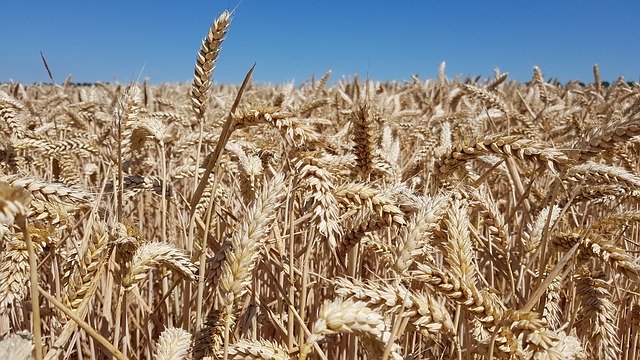 Téléchargement gratuit Champ de grains de blé - photo ou image gratuite à éditer avec l'éditeur d'images en ligne GIMP