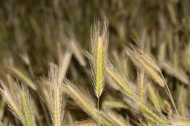 Free download Wheats Cultivation Of Cereals -  free photo or picture to be edited with GIMP online image editor