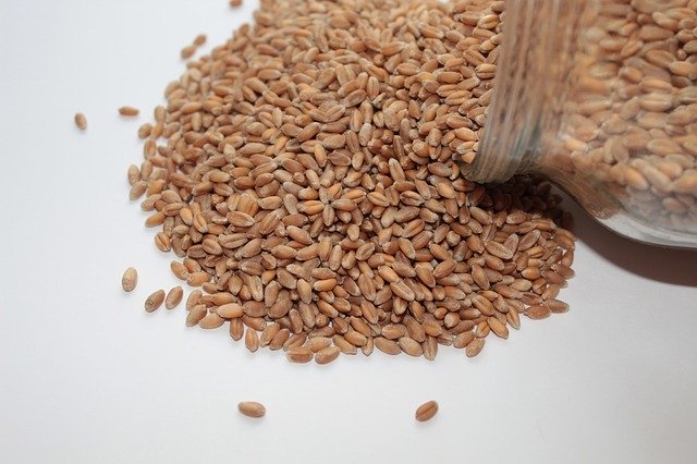 Free download Wheat Seeds Sprouting -  free photo or picture to be edited with GIMP online image editor