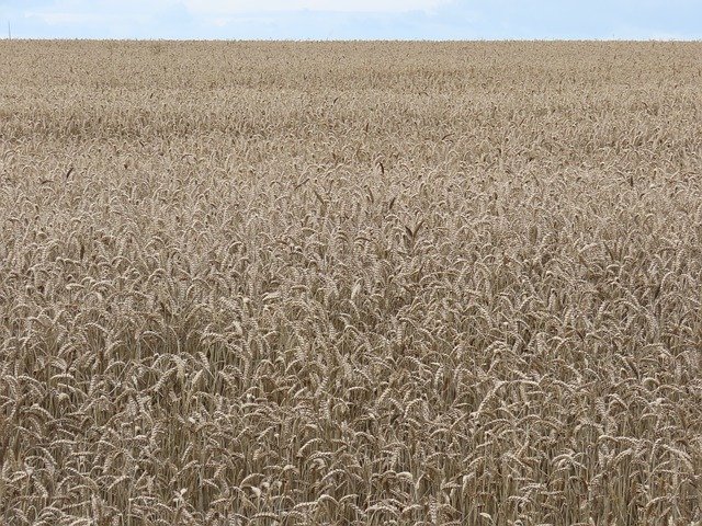 Free download Wheat Wheat-Field Summer -  free photo or picture to be edited with GIMP online image editor