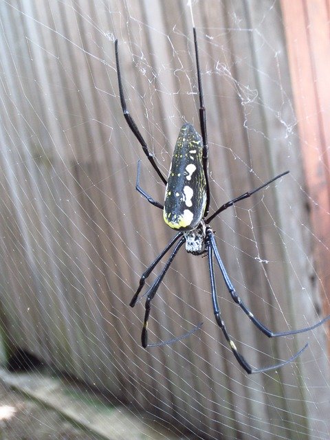 Free download Wheel Spider Insect Cobweb -  free photo or picture to be edited with GIMP online image editor