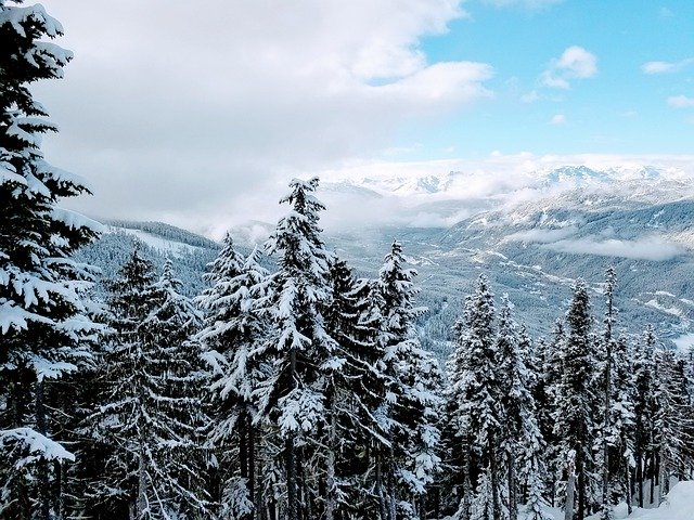 Free download Whistler Canada Snowy Tree Spruce -  free photo or picture to be edited with GIMP online image editor