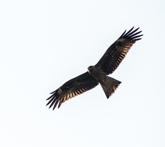 Free download whistling kite bird sky flying free picture to be edited with GIMP free online image editor