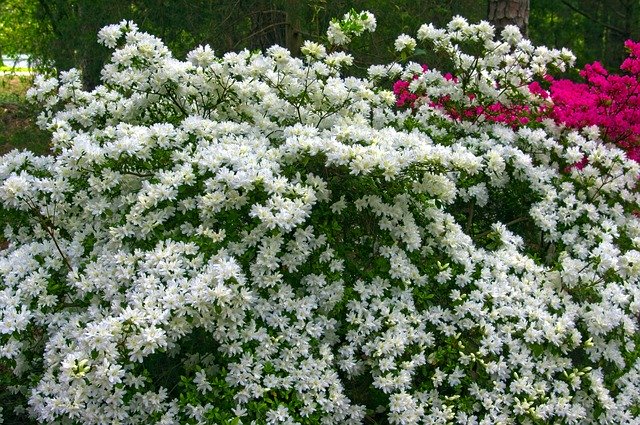 Free download White Azaleas In Full Bloom -  free photo or picture to be edited with GIMP online image editor